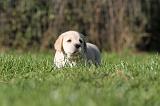 LABRADOR 338
